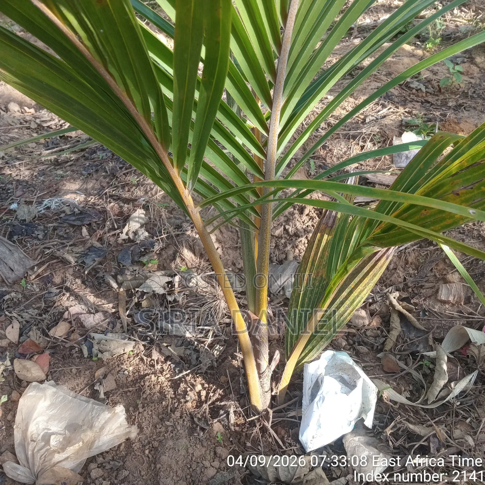 Sselling Dwarf Coconut Seedlings With Maturity of 3yrs