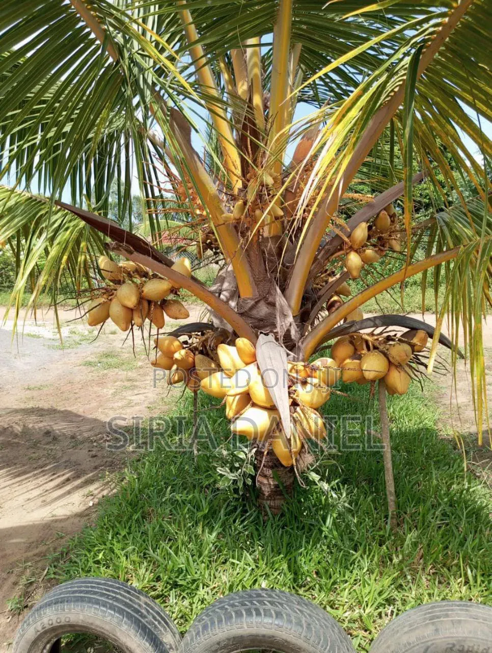 Sselling Dwarf Coconut Seedlings With Maturity of 3yrs