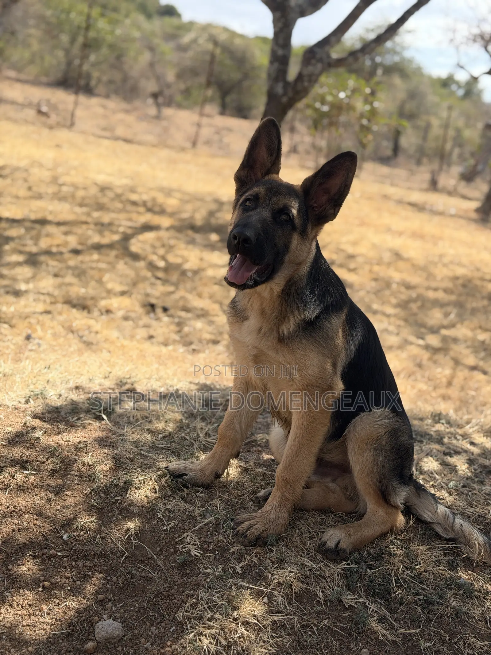 3-6 months Male Purebred German Shepherd