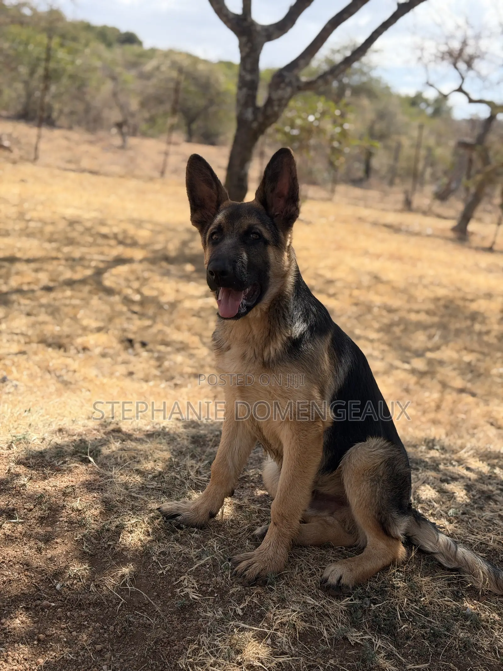 3-6 months Male Purebred German Shepherd