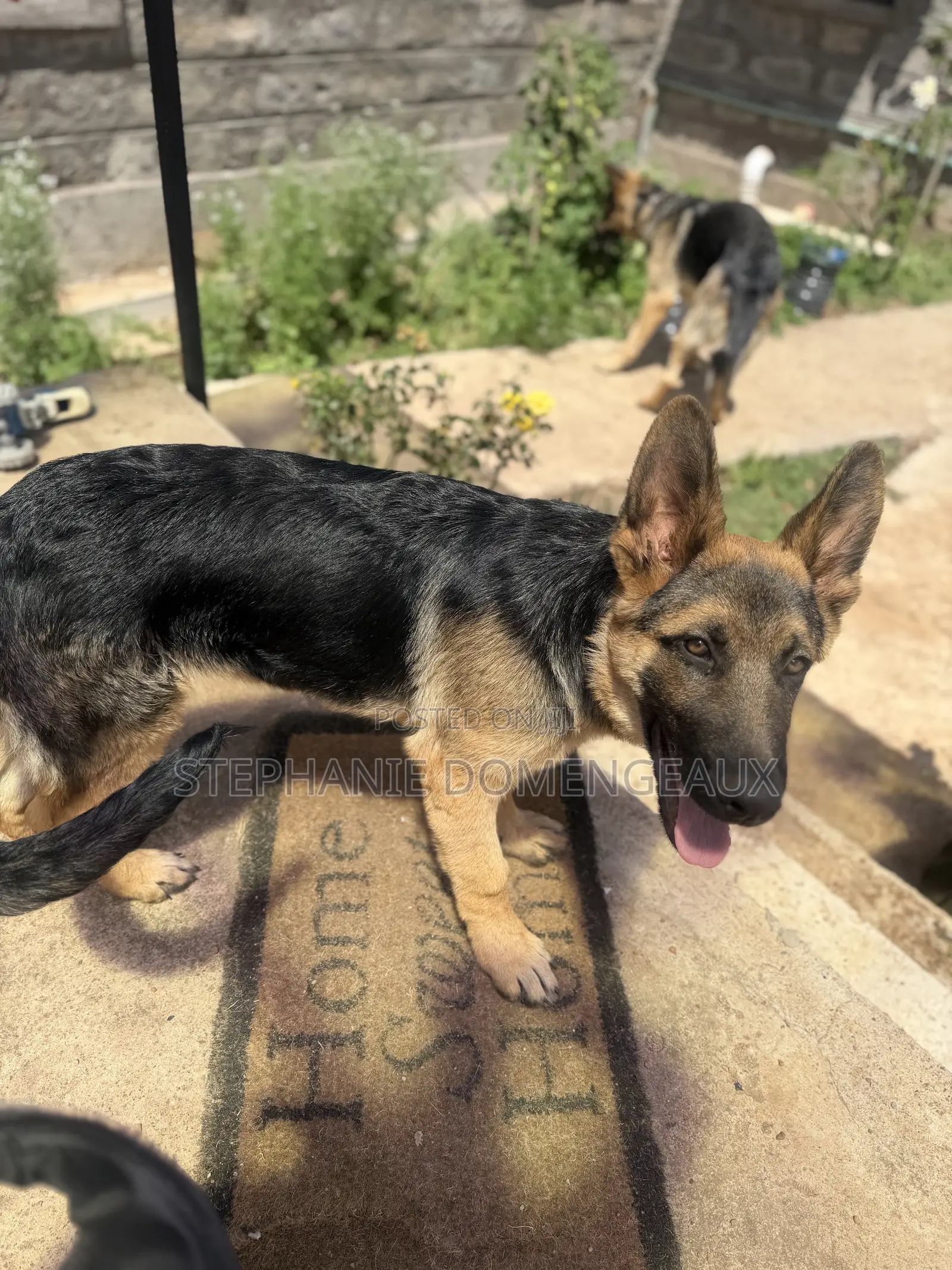 3-6 months Male Purebred German Shepherd