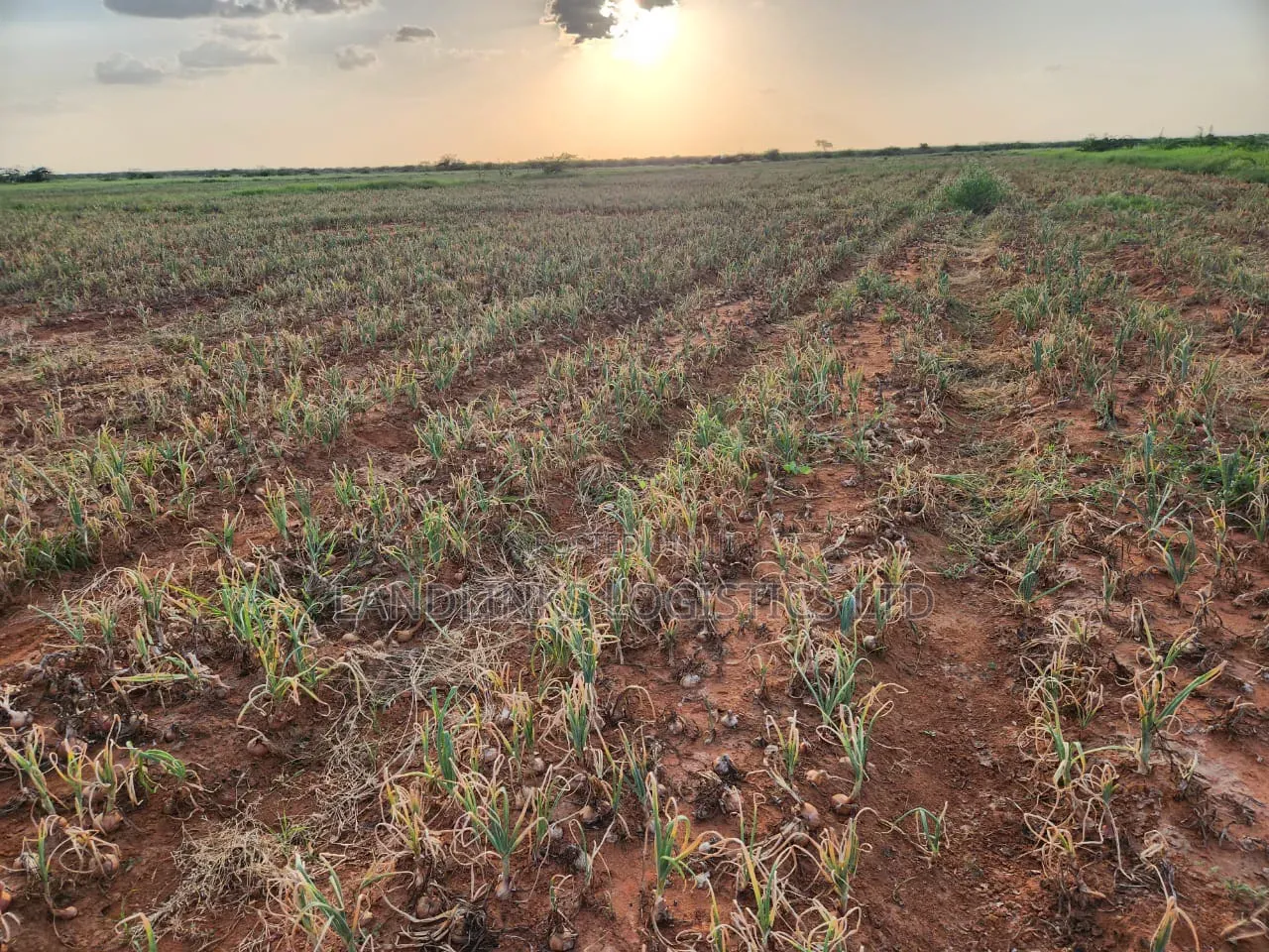 10,000 Acres at Tana River, Bura for Farming Touching River Tarmack