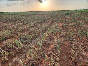 10,000 Acres at Tana River, Bura for Farming Touching River Tarmack