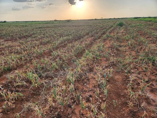 10,000 Acres at Tana River, Bura for Farming Touching River Tarmack - thumbnail 3
