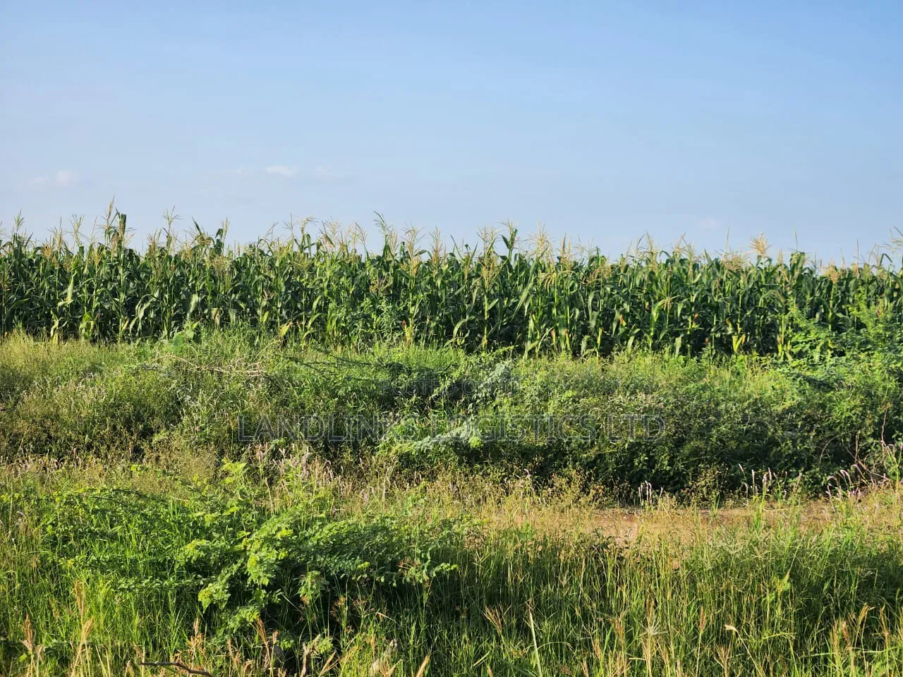 10,000 Acres at Tana River, Bura for Farming Touching River Tarmack