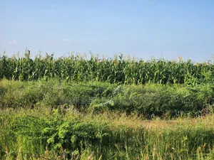 10,000 Acres at Tana River, Bura for Farming Touching River Tarmack