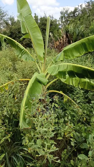 12 Acres Bordering Kirosa Primary School, Magarini Subcounty