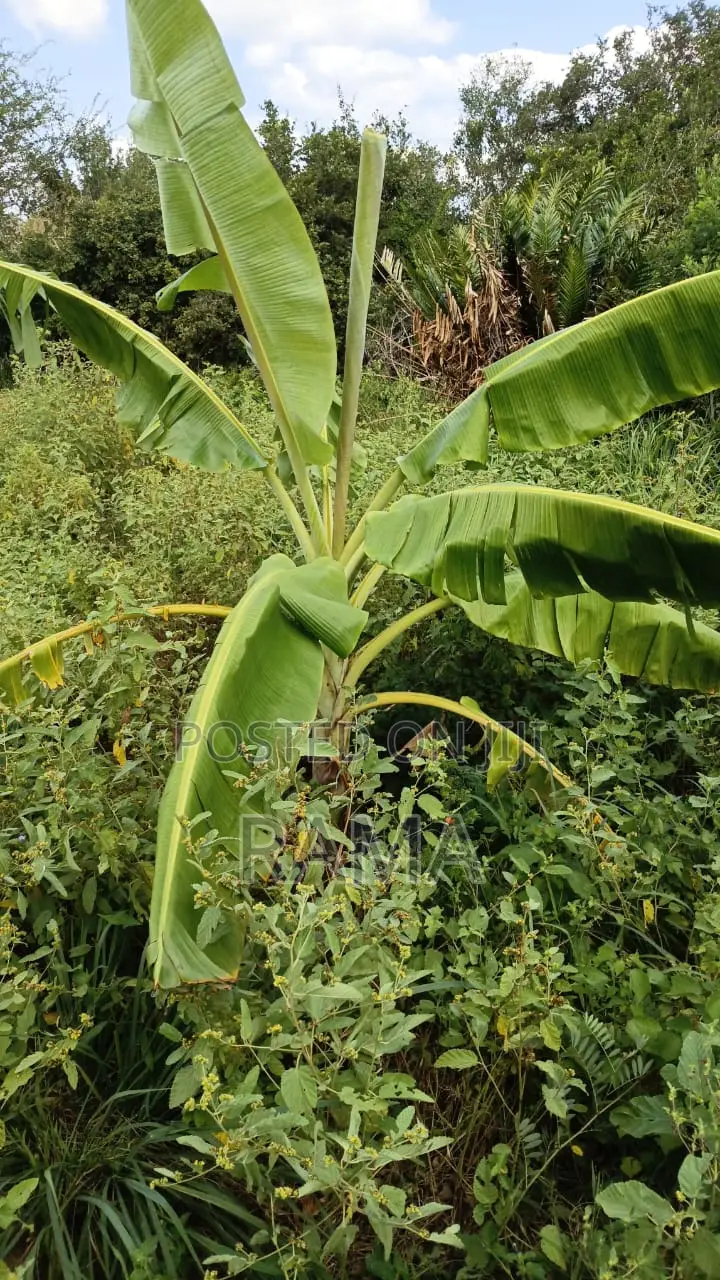 12 Acres Bordering Kirosa Primary School, Magarini Subcounty