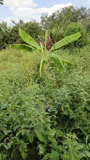 12 Acres Bordering Kirosa Primary School, Magarini Subcounty