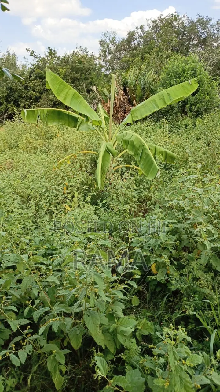 12 Acres Bordering Kirosa Primary School, Magarini Subcounty
