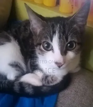 3-6 months Male Mixed Breed Tabby