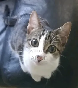 3-6 months Male Mixed Breed Tabby