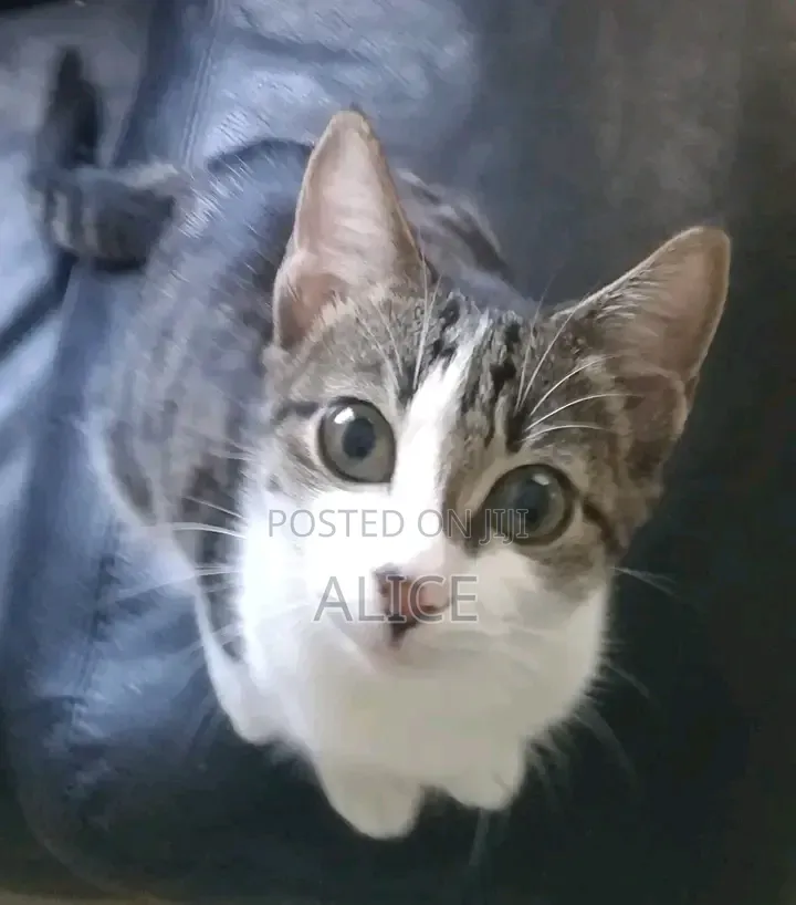 3-6 months Male Mixed Breed Tabby