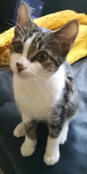 3-6 months Male Mixed Breed Tabby