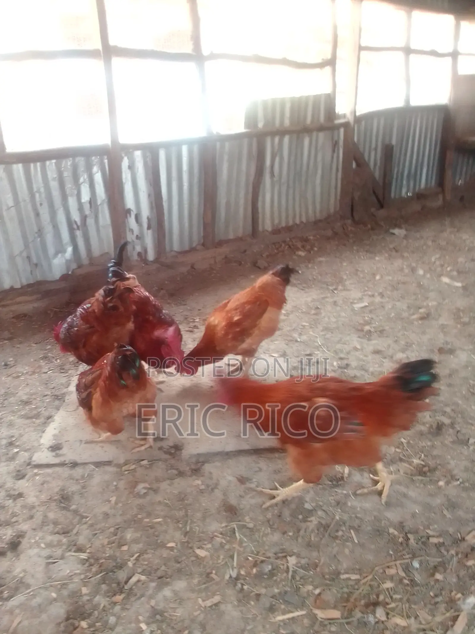 Improved Kienyeji Chickens – 6 Roosters/Jogoo at KSh 1,600 Each