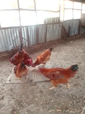 Improved Kienyeji Chickens – 6 Roosters/Jogoo at KSh 1,600 Each