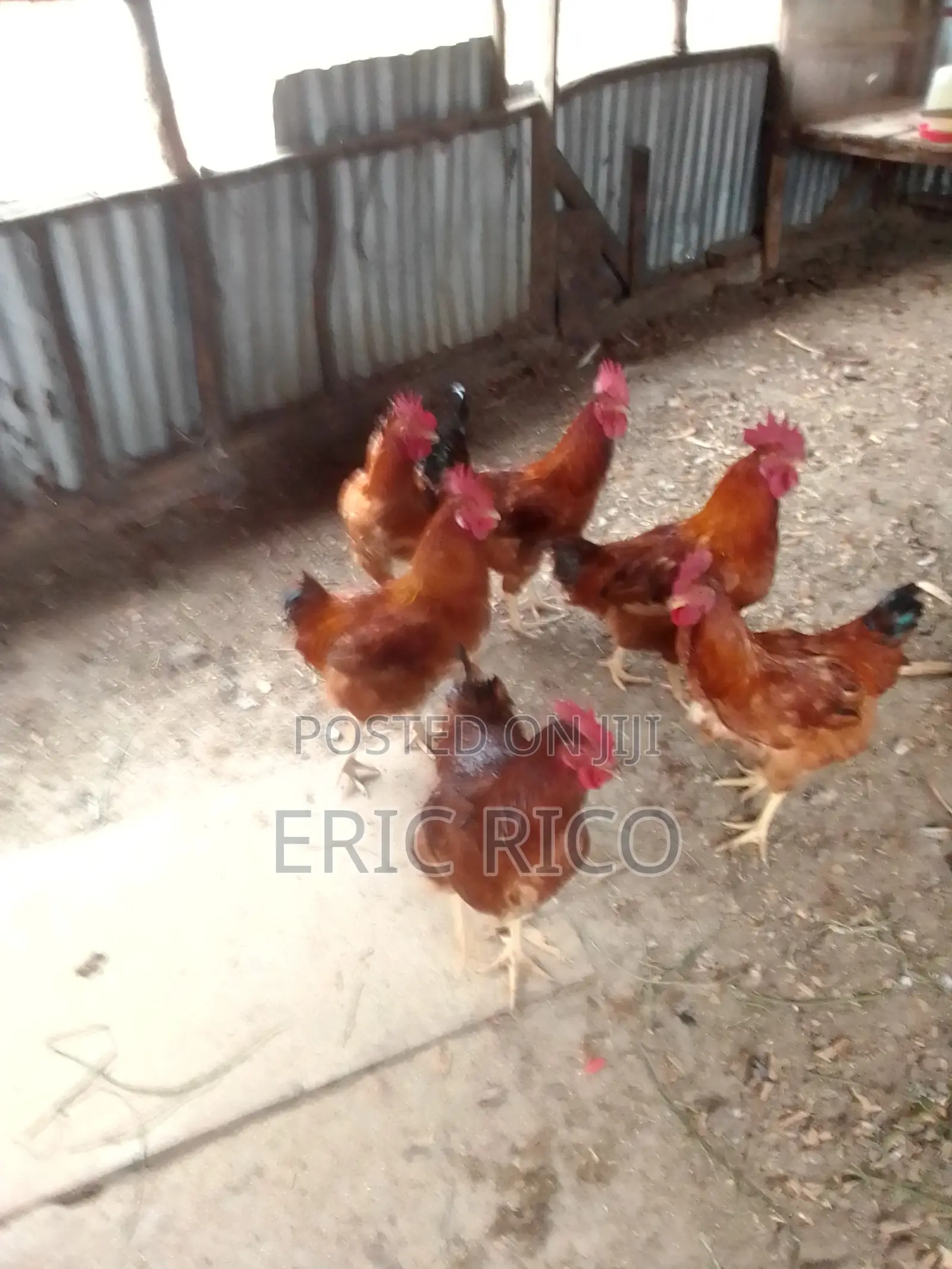 Improved Kienyeji Chickens – 6 Roosters/Jogoo at KSh 1,600 Each