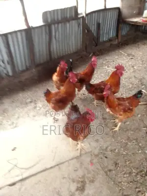 Improved Kienyeji Chickens – 6 Roosters/Jogoo at KSh 1,600 Each