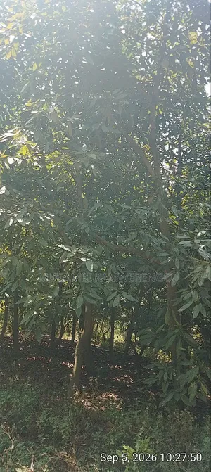 Nembure 1⁄2acre