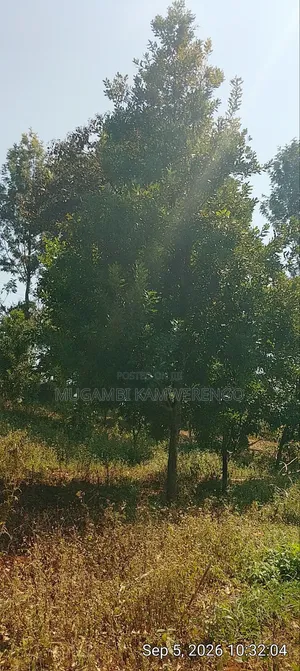 Nembure 1⁄2acre