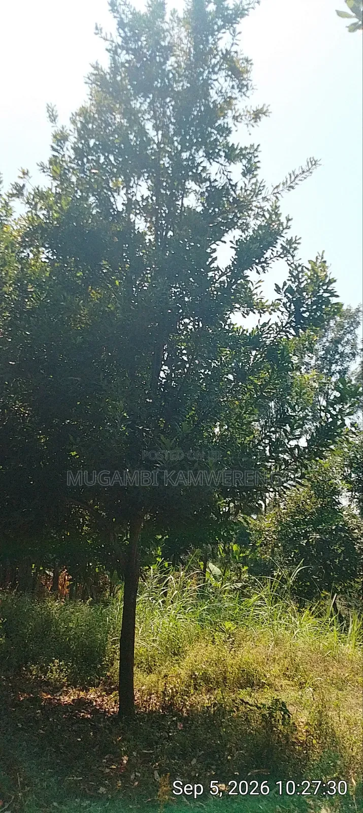 Nembure 1⁄2acre