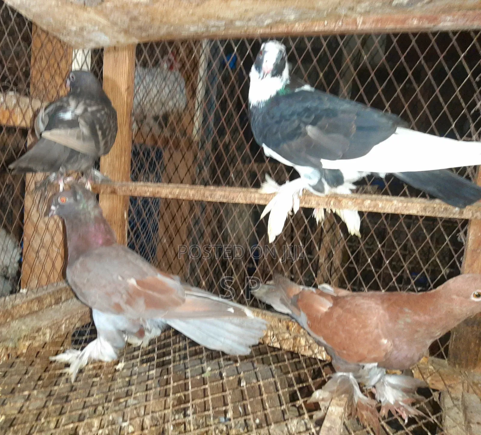 Clearance Offer on 5 Fancy Pigeons Sold as a Batch!