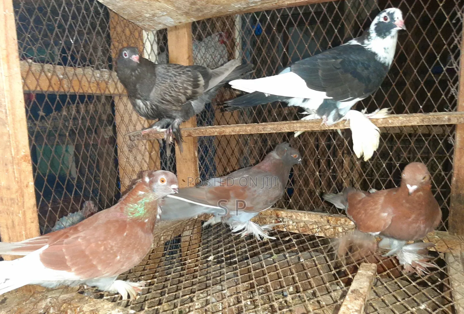 Clearance Offer on 5 Fancy Pigeons Sold as a Batch!