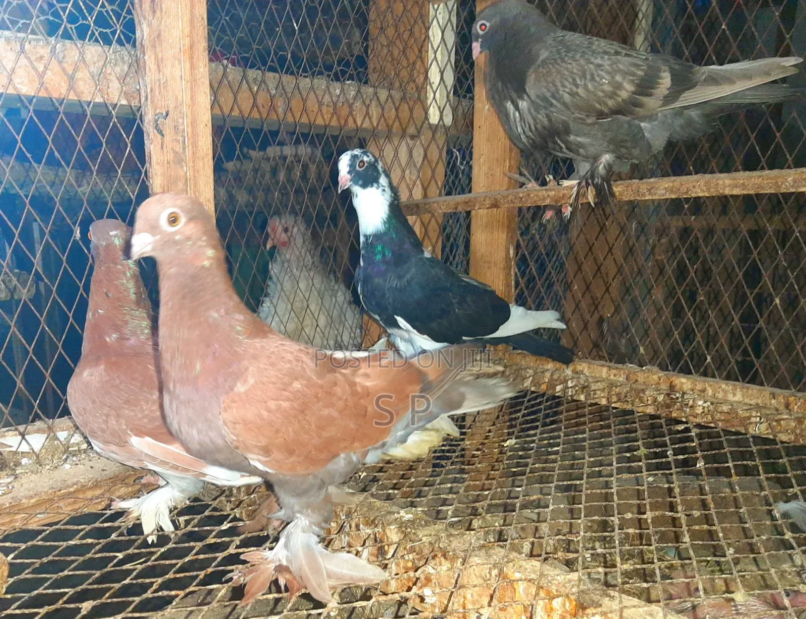 Clearance Offer on 5 Fancy Pigeons Sold as a Batch!