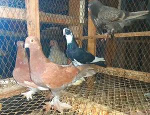 Clearance Offer on 5 Fancy Pigeons Sold as a Batch!