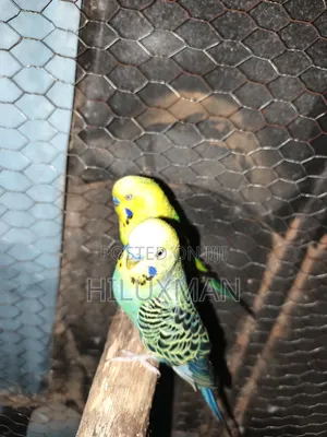 Budgies on Sale