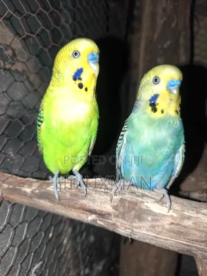 Budgies on Sale