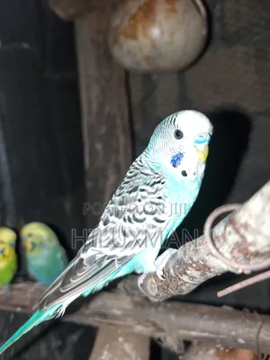 Budgies on Sale