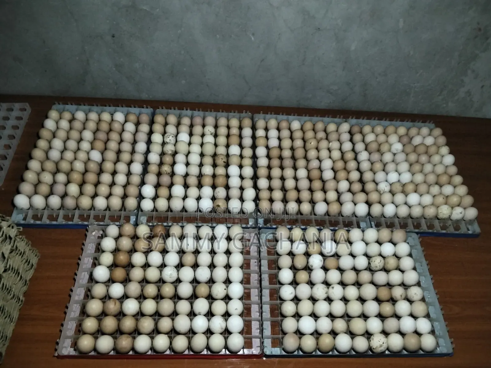Fertilized Sasso F1 Eggs