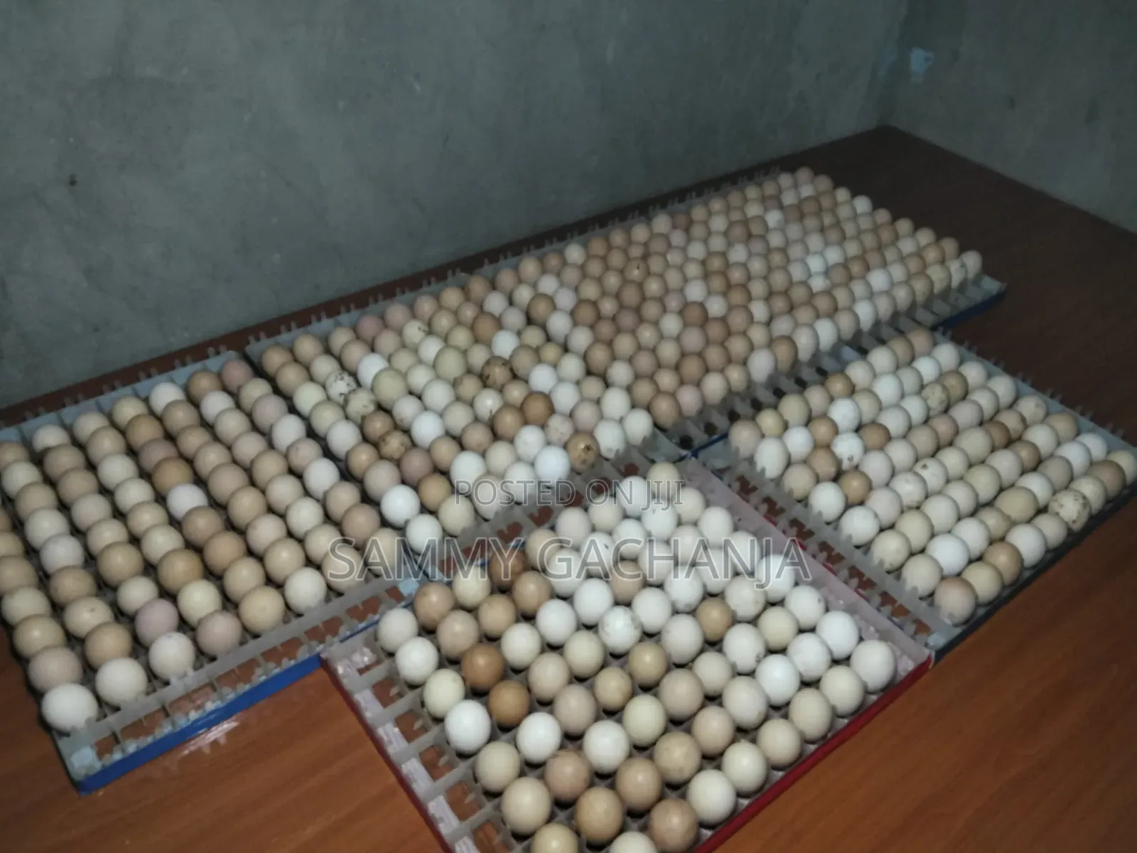 Fertilized Sasso F1 Eggs