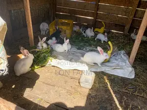 Best Quality Rabbits