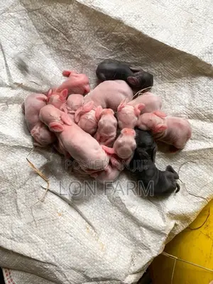 Best Quality Rabbits