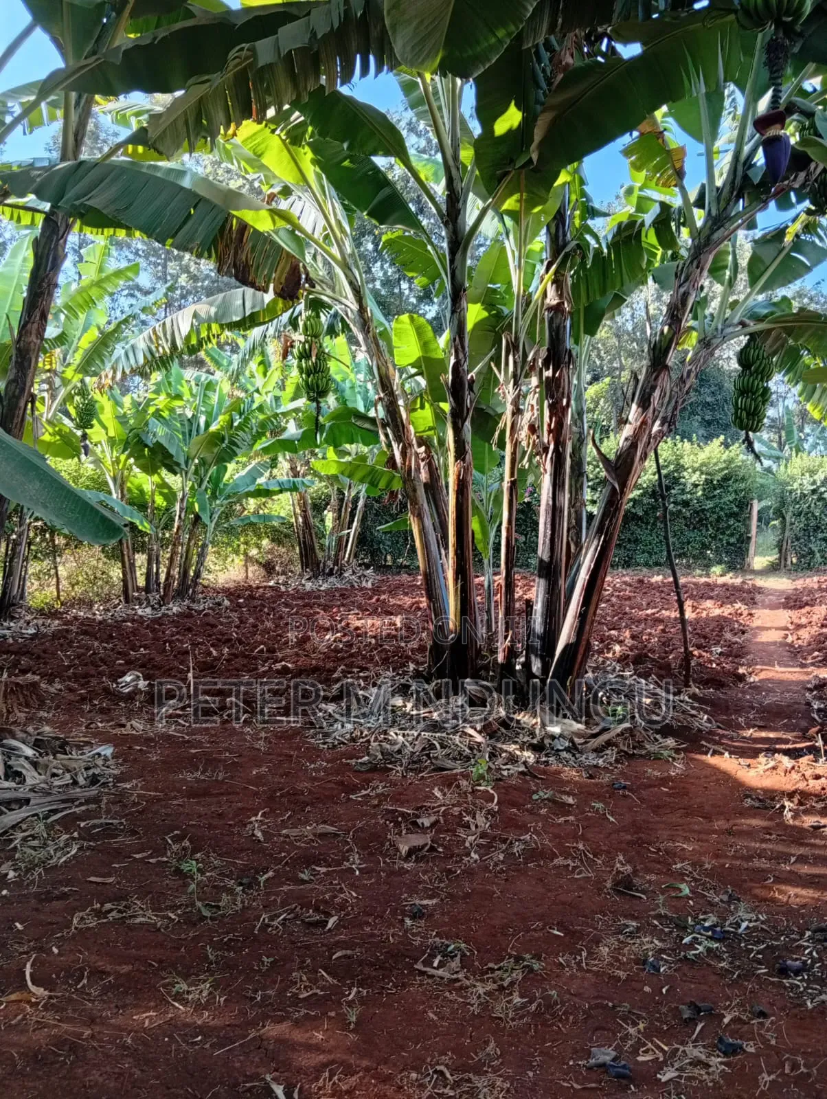 Golden Palm Gated Community Estate-Located Off Kiambu Road