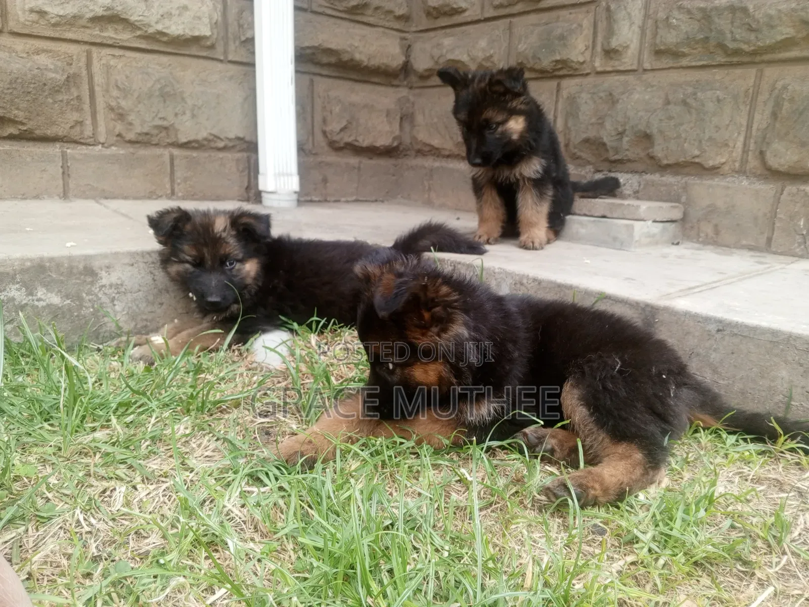 1-3 months Male Purebred German Shepherd