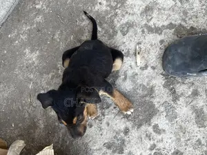 1-3 months Female Mixed Breed German Shepherd