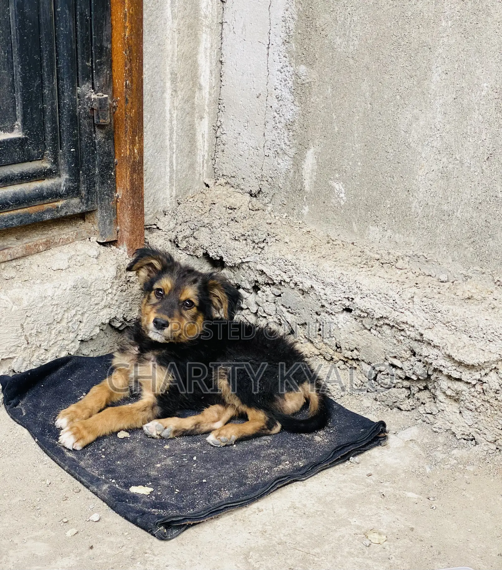 1-3 months Female Mixed Breed German Shepherd