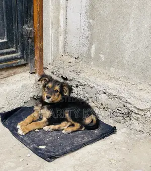 1-3 months Female Mixed Breed German Shepherd