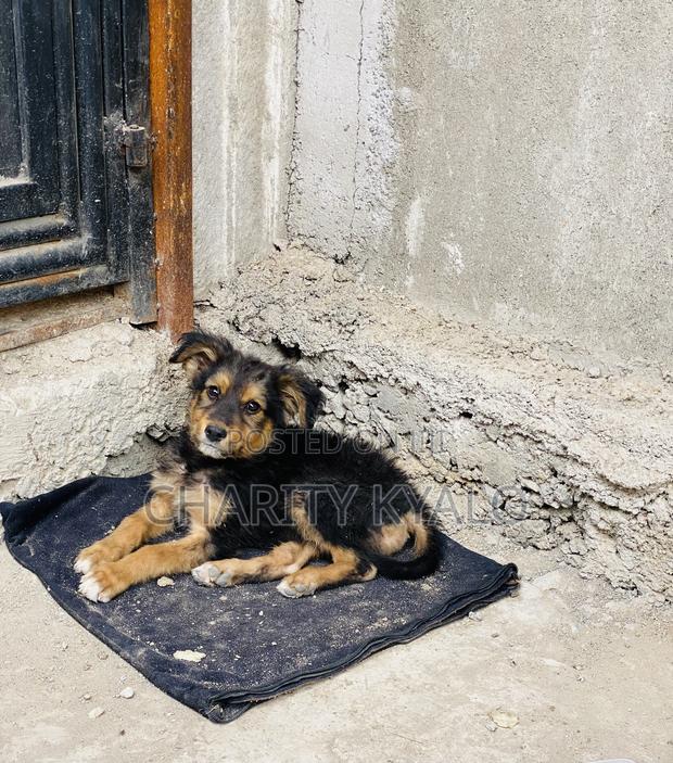 1-3 months Female Mixed Breed German Shepherd