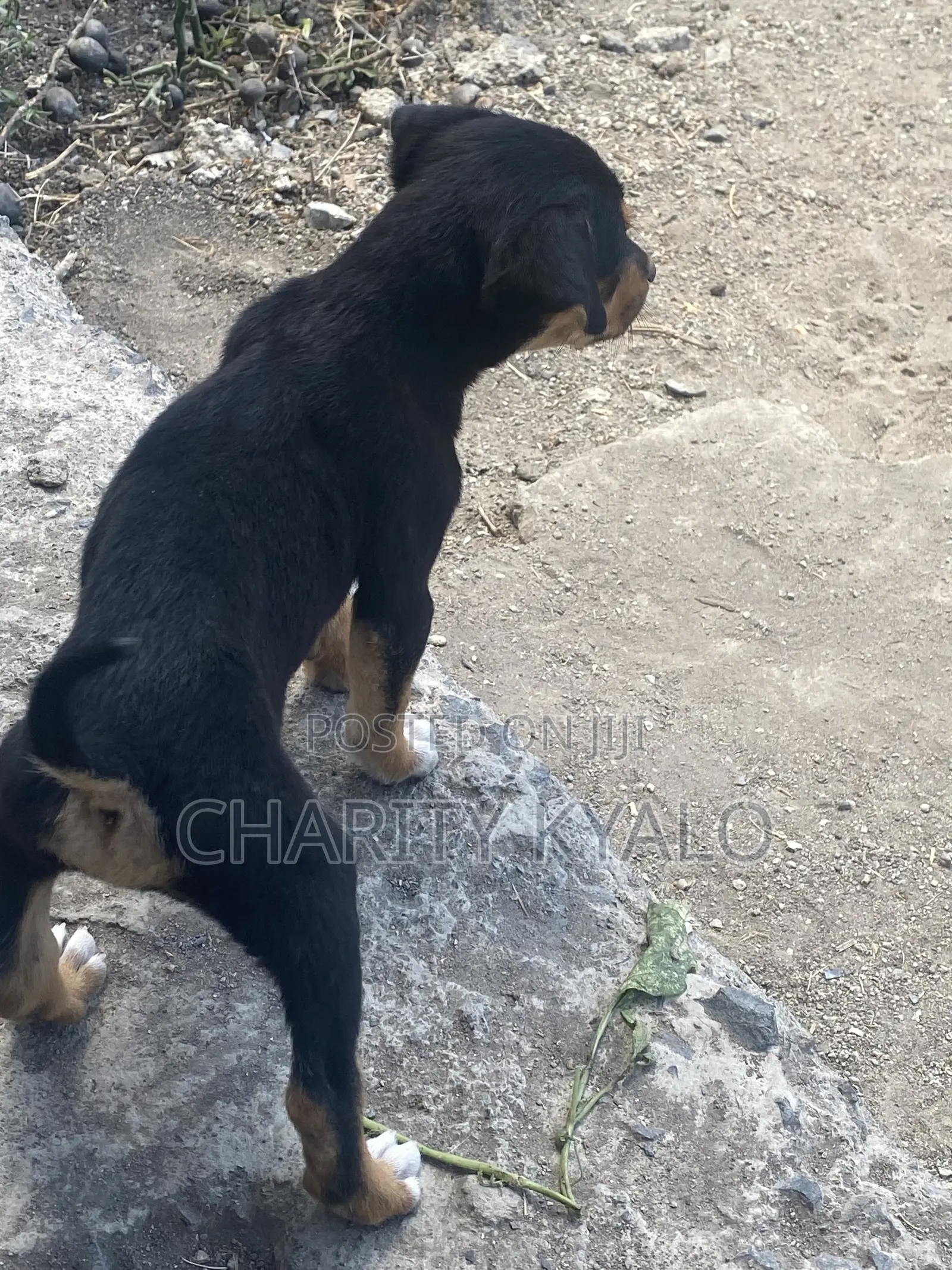 1-3 months Female Mixed Breed German Shepherd