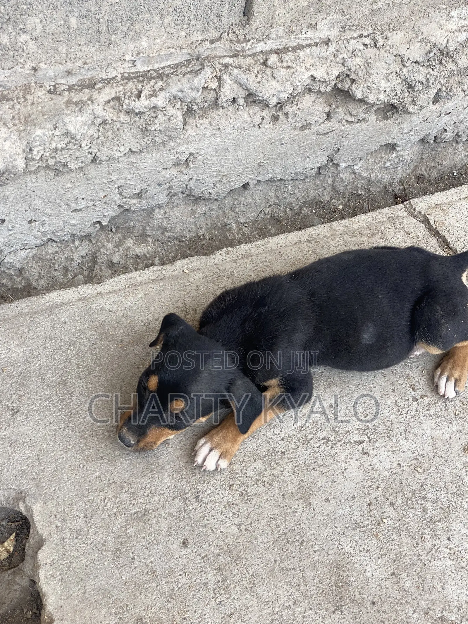 1-3 months Female Mixed Breed German Shepherd