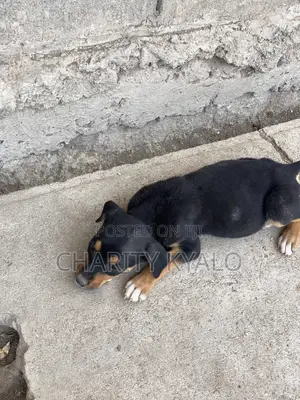 1-3 months Female Mixed Breed German Shepherd