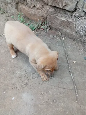 0-1 month Male Purebred Boerboel