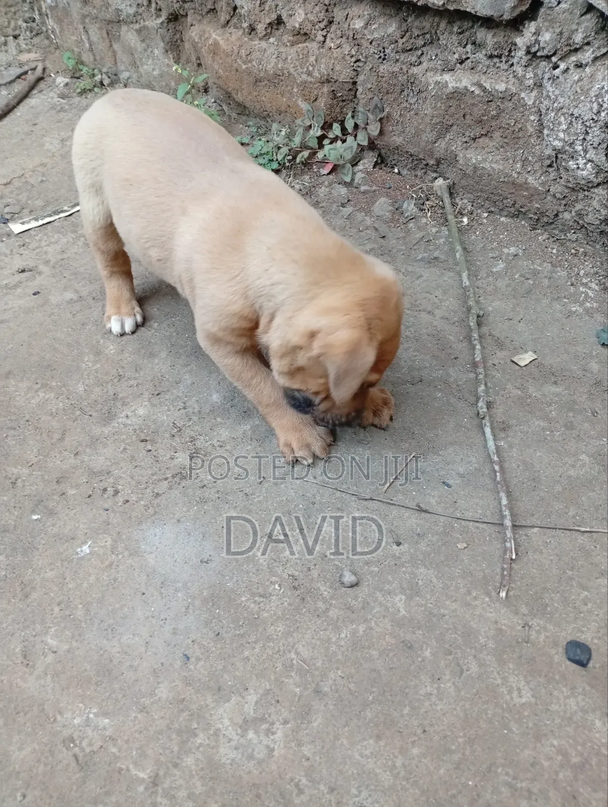 0-1 month Male Purebred Boerboel