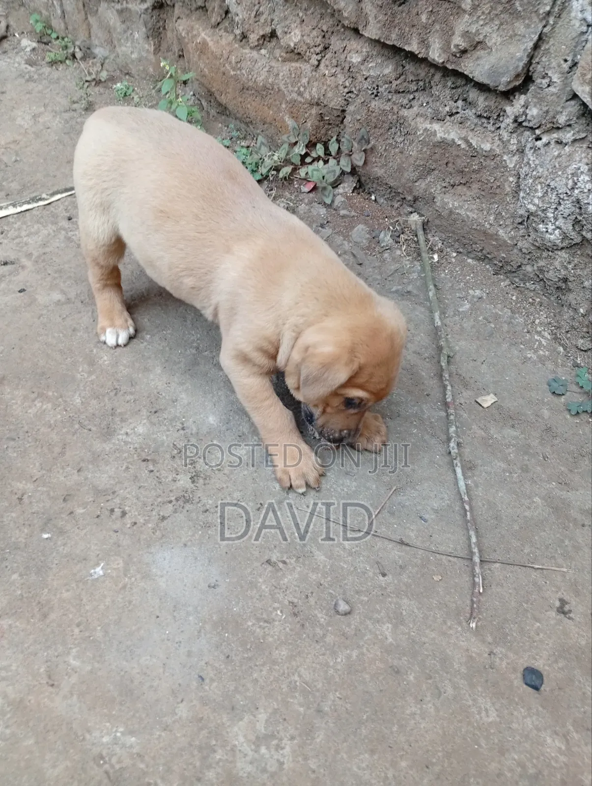 0-1 month Male Purebred Boerboel
