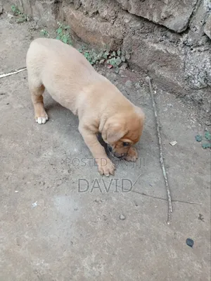 0-1 month Male Purebred Boerboel