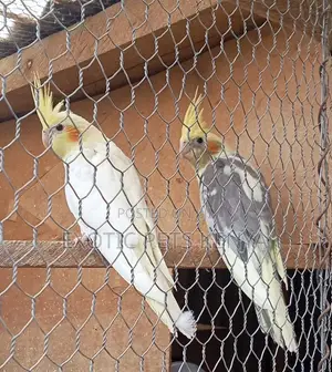 Cocaktiels